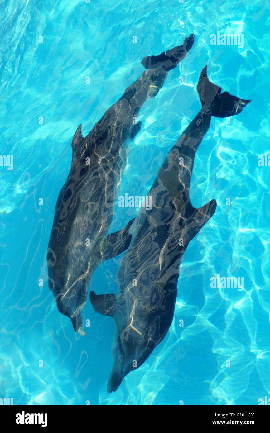 Couple de dauphins haut high angle view piscine d'eau turquoise Banque D'Images