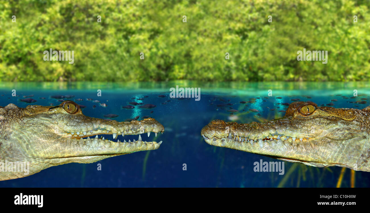 Deux pinces crocodiles face à face dans mangrove vers le bas de l'eau Banque D'Images