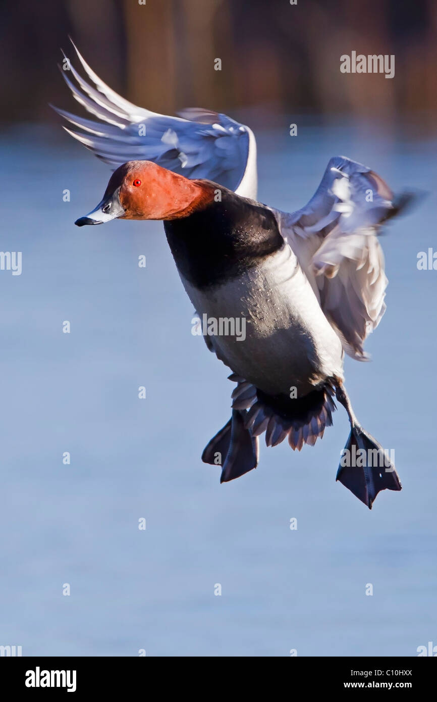 POCHARD ENTRÉE EN TERRE Banque D'Images