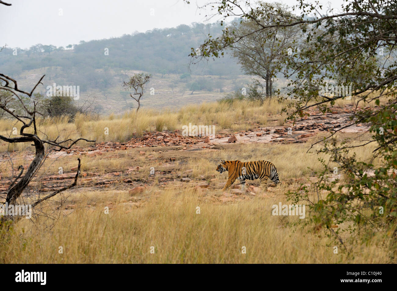 Tigre (Panthera tigris) dans les herbes sèches de la Réserve de tigres de Ranthambore, Rajasthan, Inde, Asie Banque D'Images