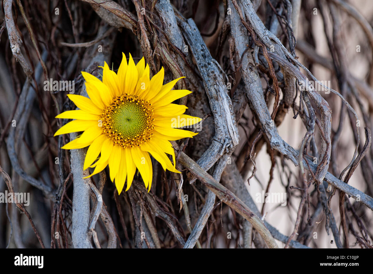 L'helianthus annuus. En tête de tournesol chez les racines de l'arbre abstrait. L'Inde Banque D'Images