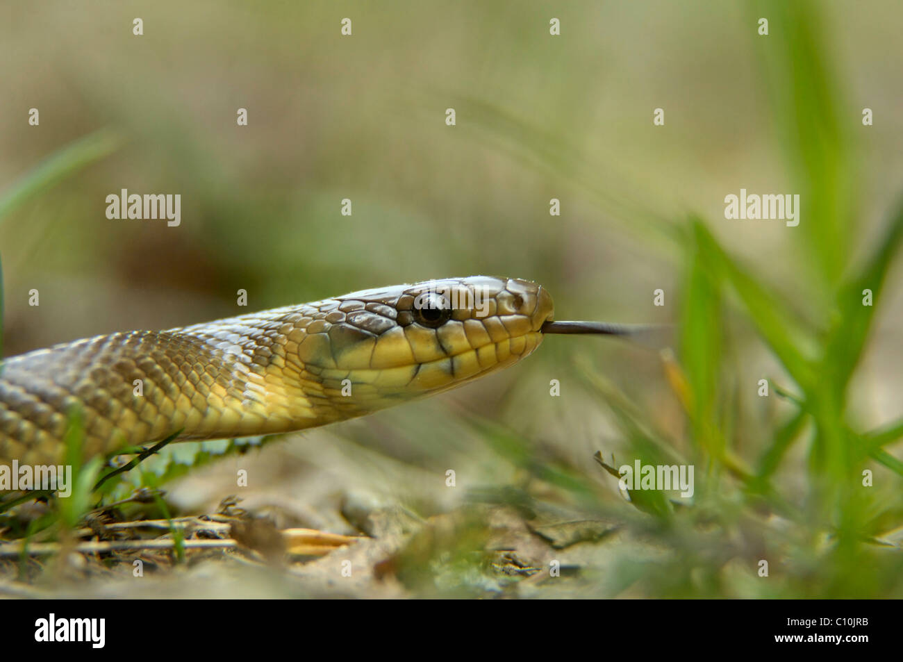 Aesculapian Snake ou serpent Zamenis longissimus (RAT) Banque D'Images