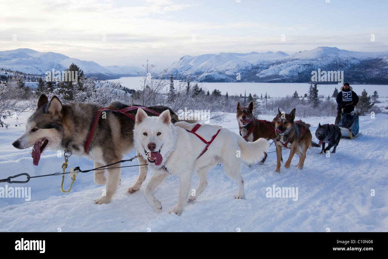 Traîneau à chiens Huskies d'Alaska, l'équipe de chien de traîneau à chien, musher, race, près de Whitehorse, poisson du lac derrière, Territoire du Yukon, Canada Banque D'Images