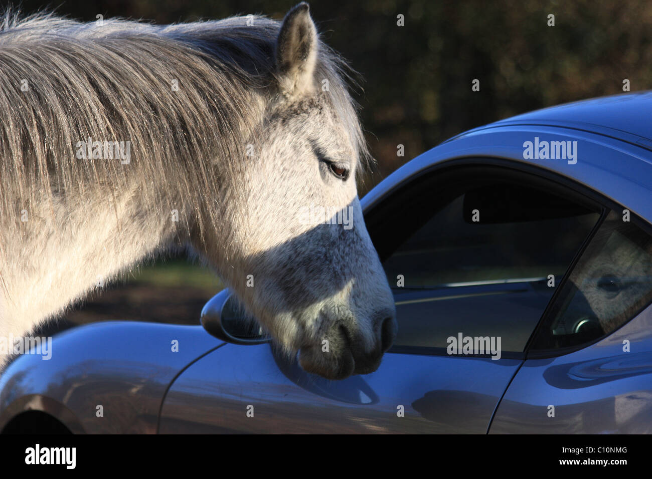 Cheval rencontre Horse Power, Grey New Forest Pony rencontre Silver porche Caman Banque D'Images