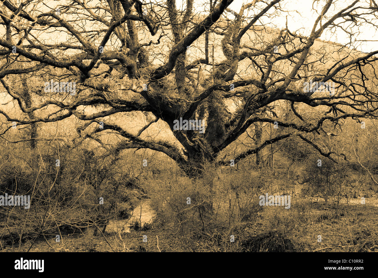 Vieux Chêne noueux (Quercus robur) dans vallée abritée, Devon Banque D'Images