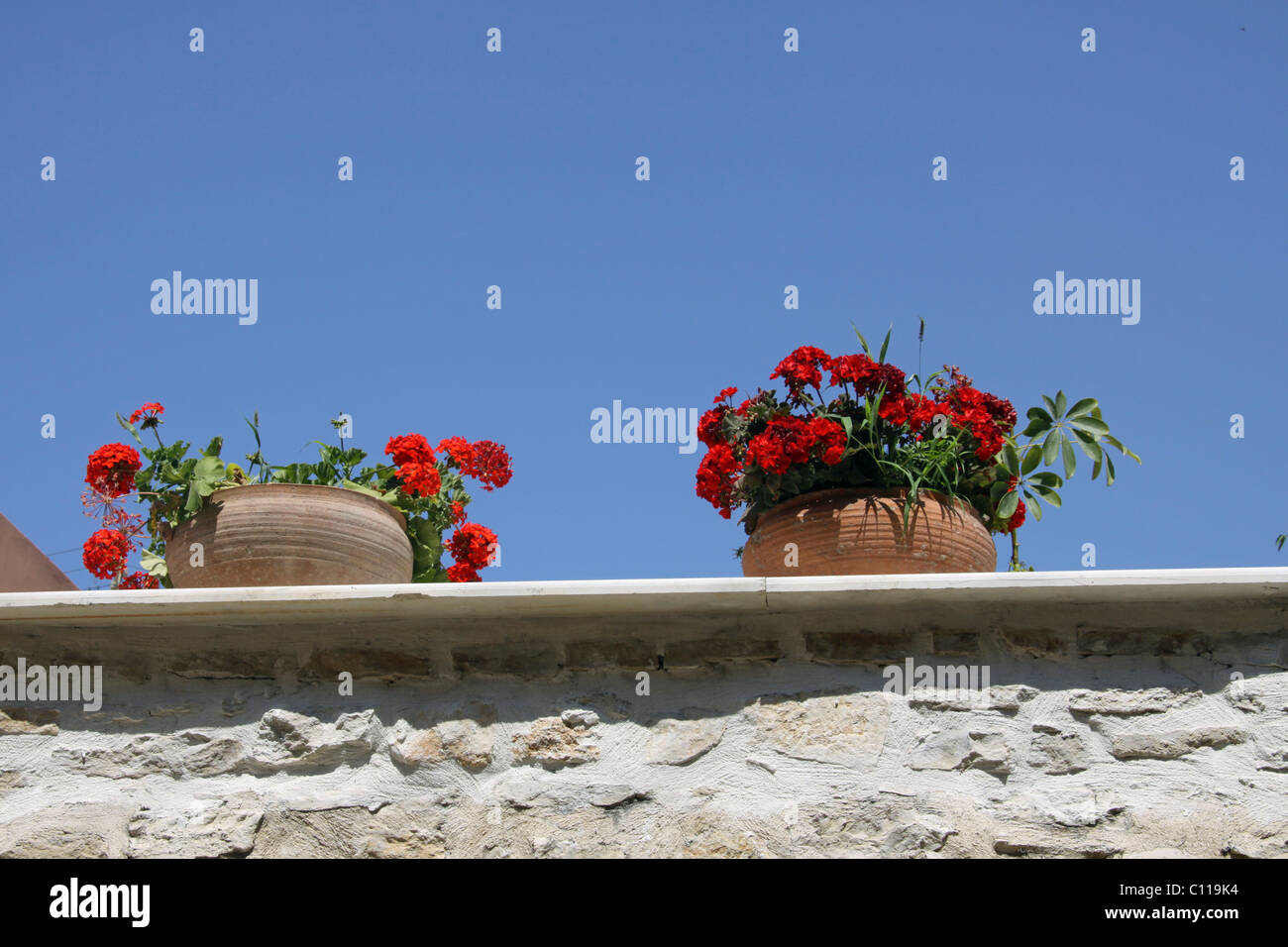 Fleurs, Rethymnon, Rethymno, Crète, Grèce, Europe Banque D'Images
