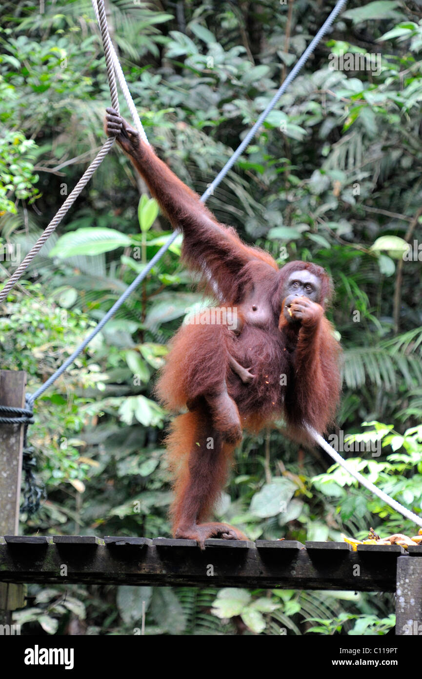 Orang-outan mère et enfant temps d'alimentation à l'Semenggoh Wildlife Centre à Kuching, Sarawak, Malaisie, île de Bornéo Banque D'Images