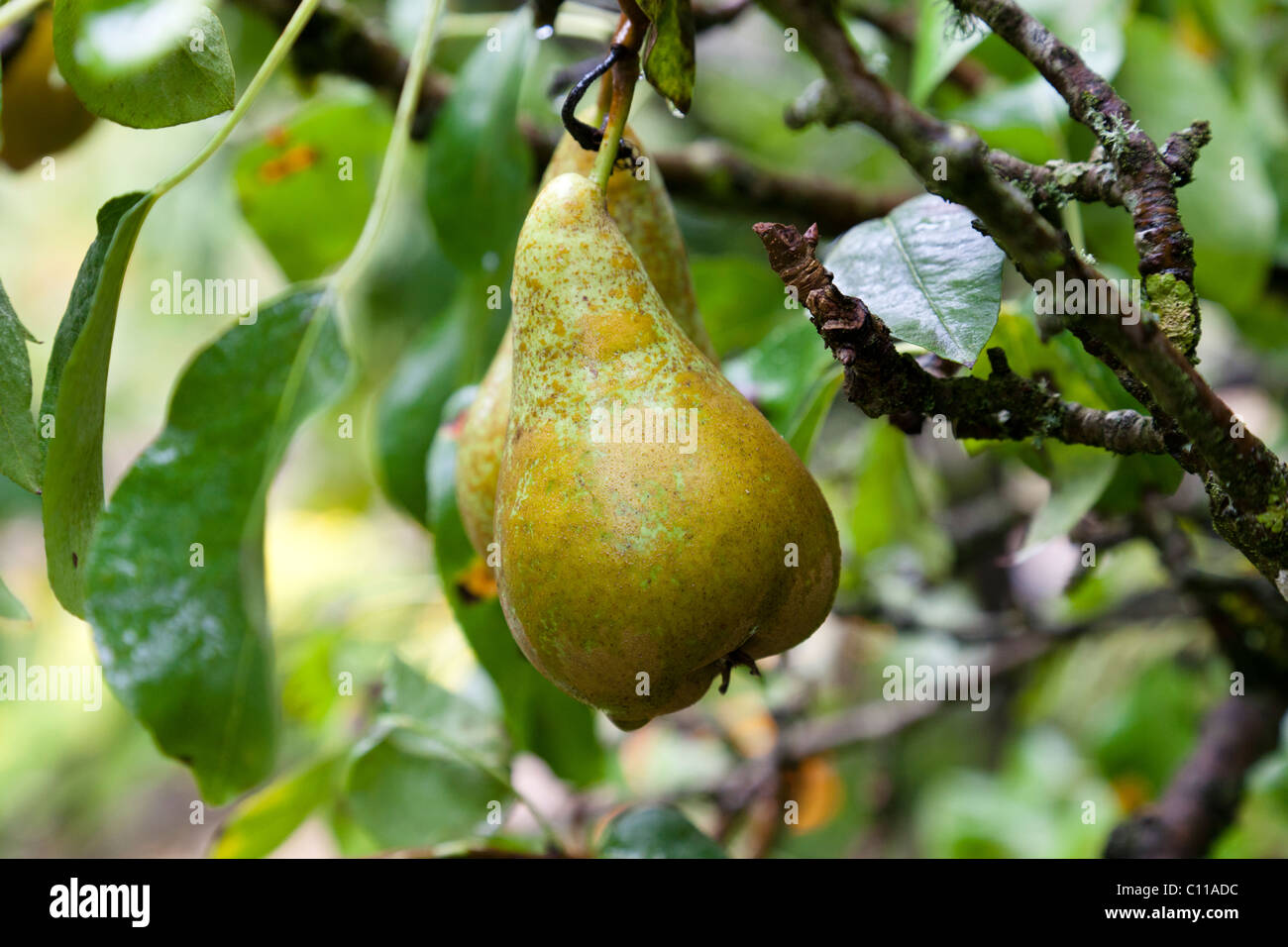 Conférence de poires (Pyrus communis 'conférence') à la fin de l'été Banque D'Images