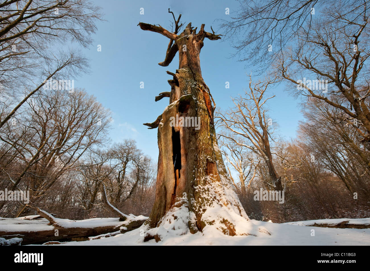 Chêne dans la neige, Urwald Sababurg Réserve Naturelle, Warburg, Hesse du Nord, Allemagne, Europe Banque D'Images