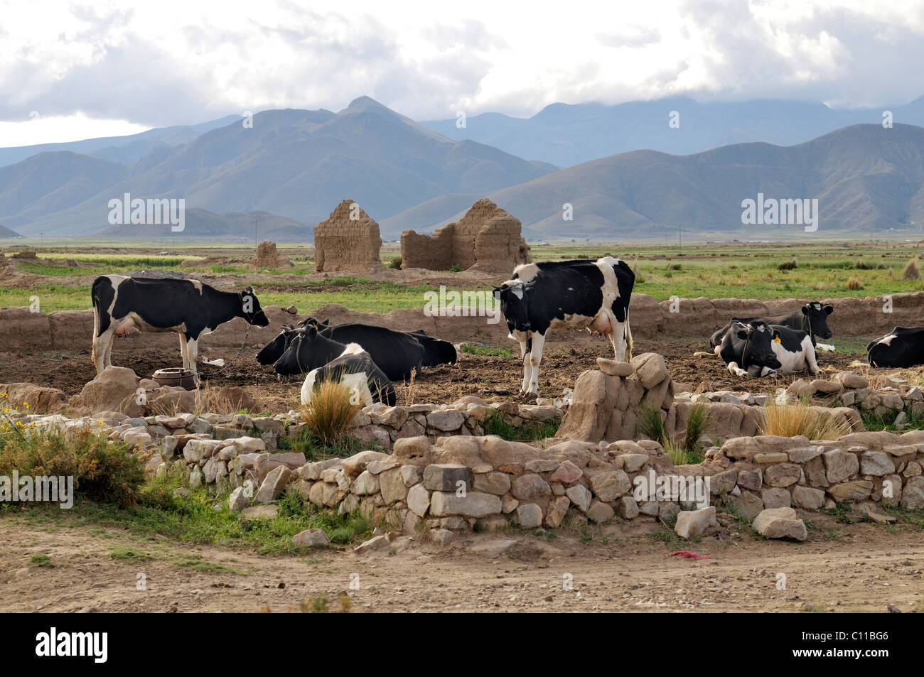 L'élevage de vaches laitières, les vaches, les Boliviens de l'Altiplano highland, Oruro, Bolivie, Ministère de l'Amérique du Sud Banque D'Images