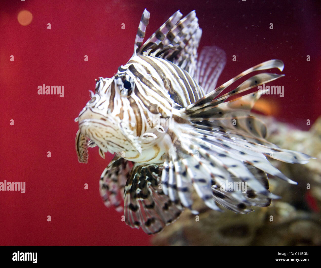 Devil Firefish à "deux océans, l'Aquarium de Cape Town Banque D'Images