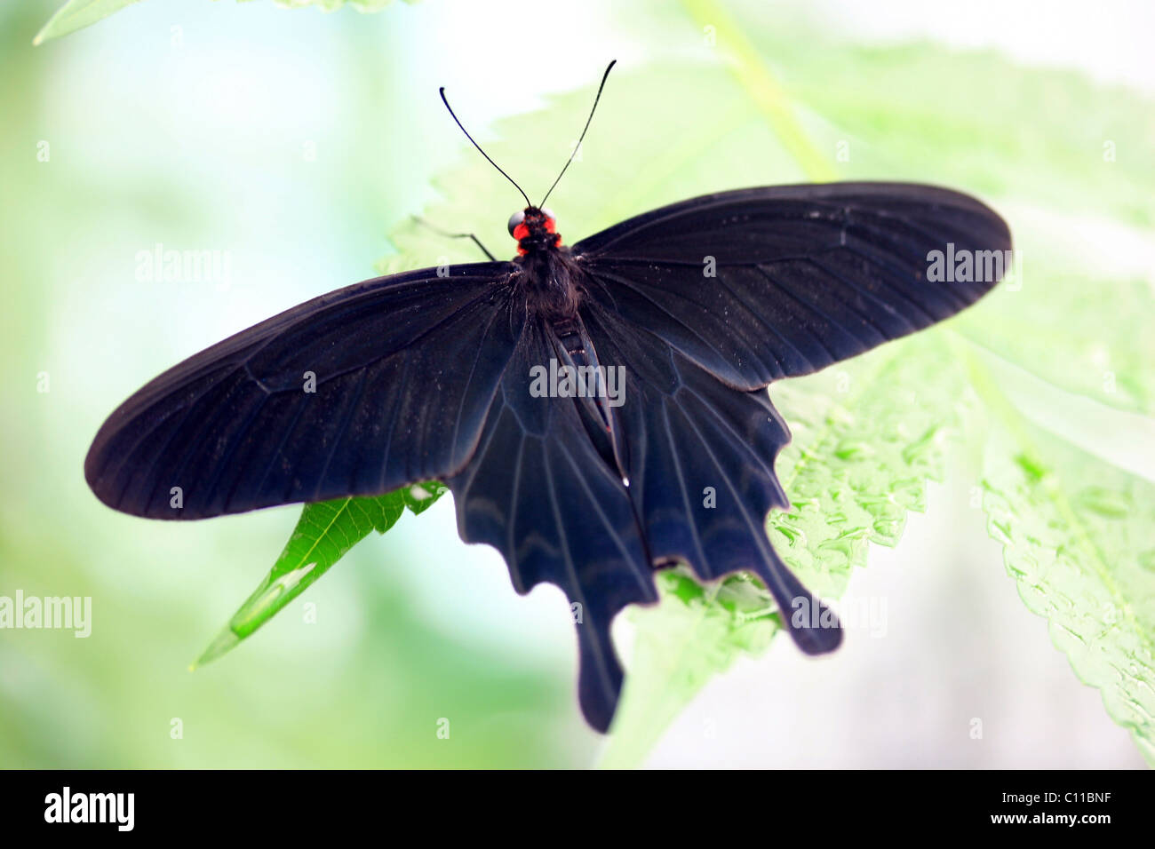 Die drome die Banque de photographies et d’images à haute résolution