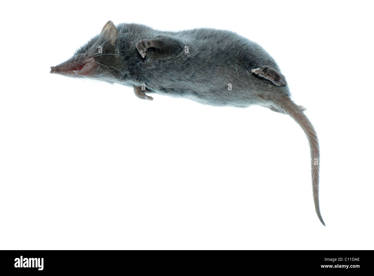 Animaux mammifères rat musaraigne Banque D'Images