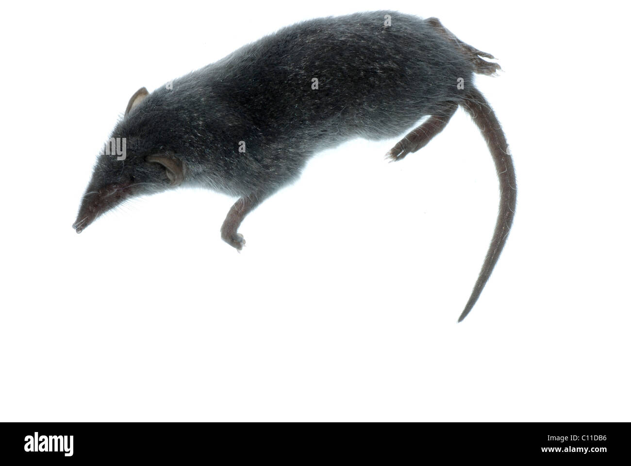 Animaux mammifères rat musaraigne Banque D'Images