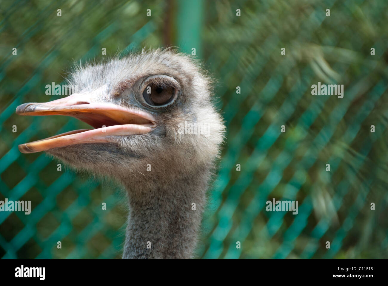 Parc des oiseaux à Kuala Lumpur, capitale de la Malaisie Banque D'Images