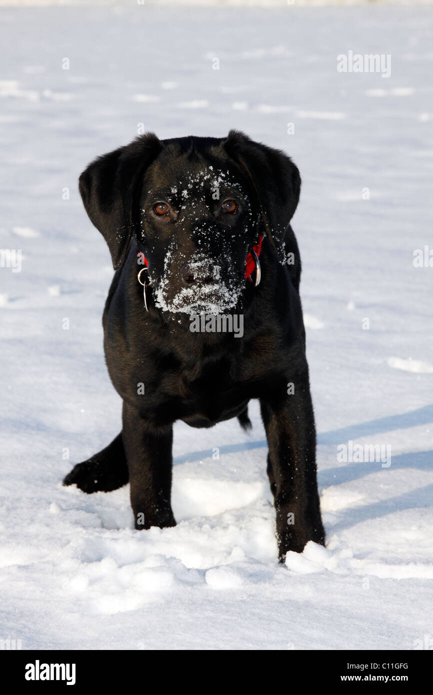 Chiot Labrador noir, jeune mâle, jouer dans la neige, hiver Banque D'Images