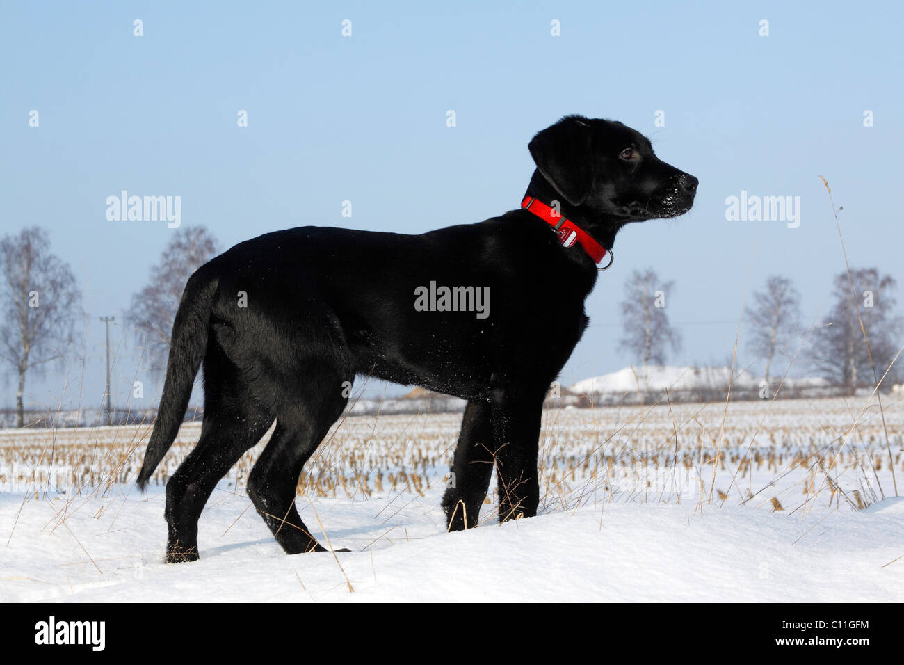 Chiot Labrador noir, jeune mâle, jouer dans la neige, hiver Banque D'Images