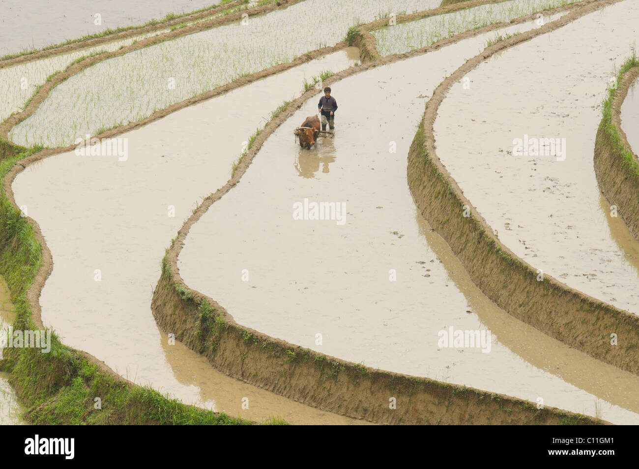 Agriculture traditionnelle, rizière en terrasse, Chongqing, Chine. Banque D'Images