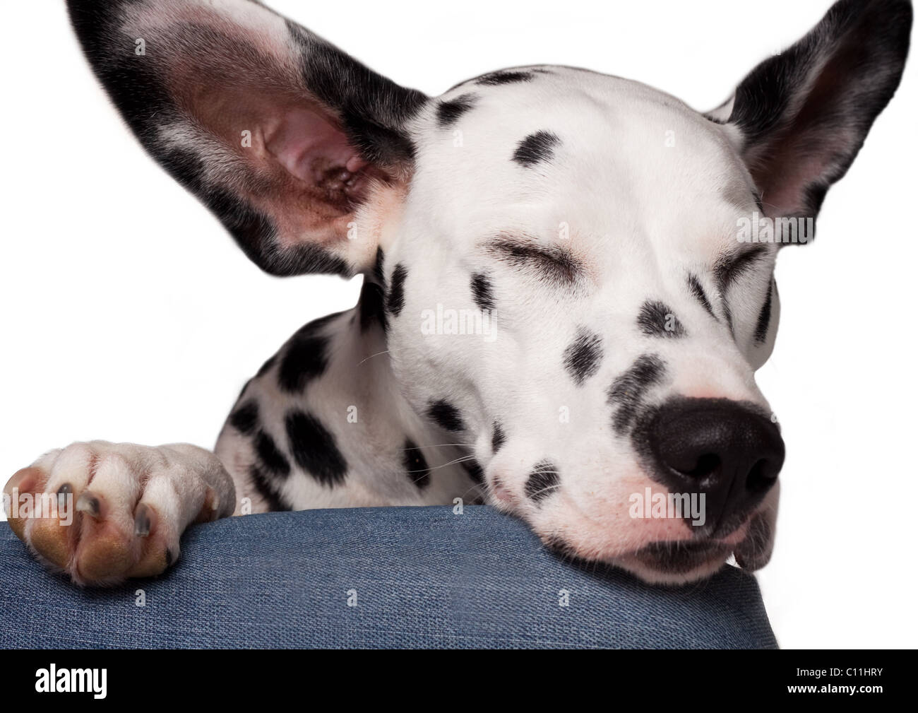 Chien dalmatien reposer sa tête sur un décalage et a d'immenses oreilles  Photo Stock - Alamy