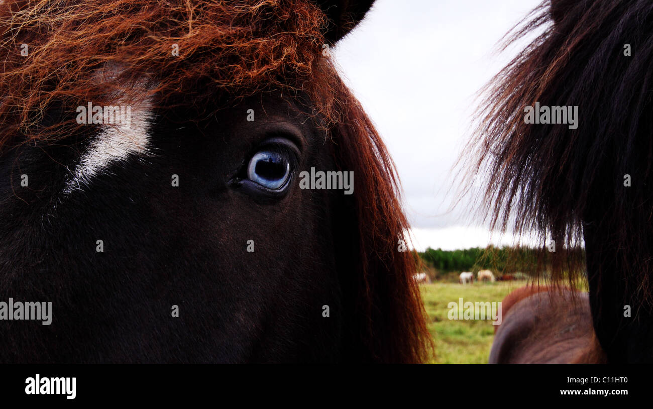 Cheval brun aux yeux bleus Banque de photographies et d’images à haute résolution Alamy