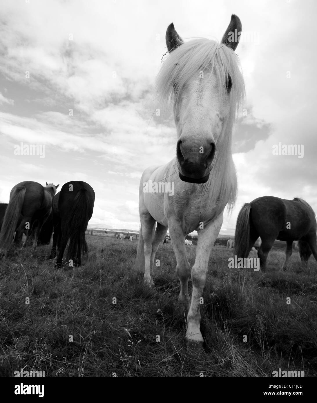 Curieux cheval islandais Banque D'Images