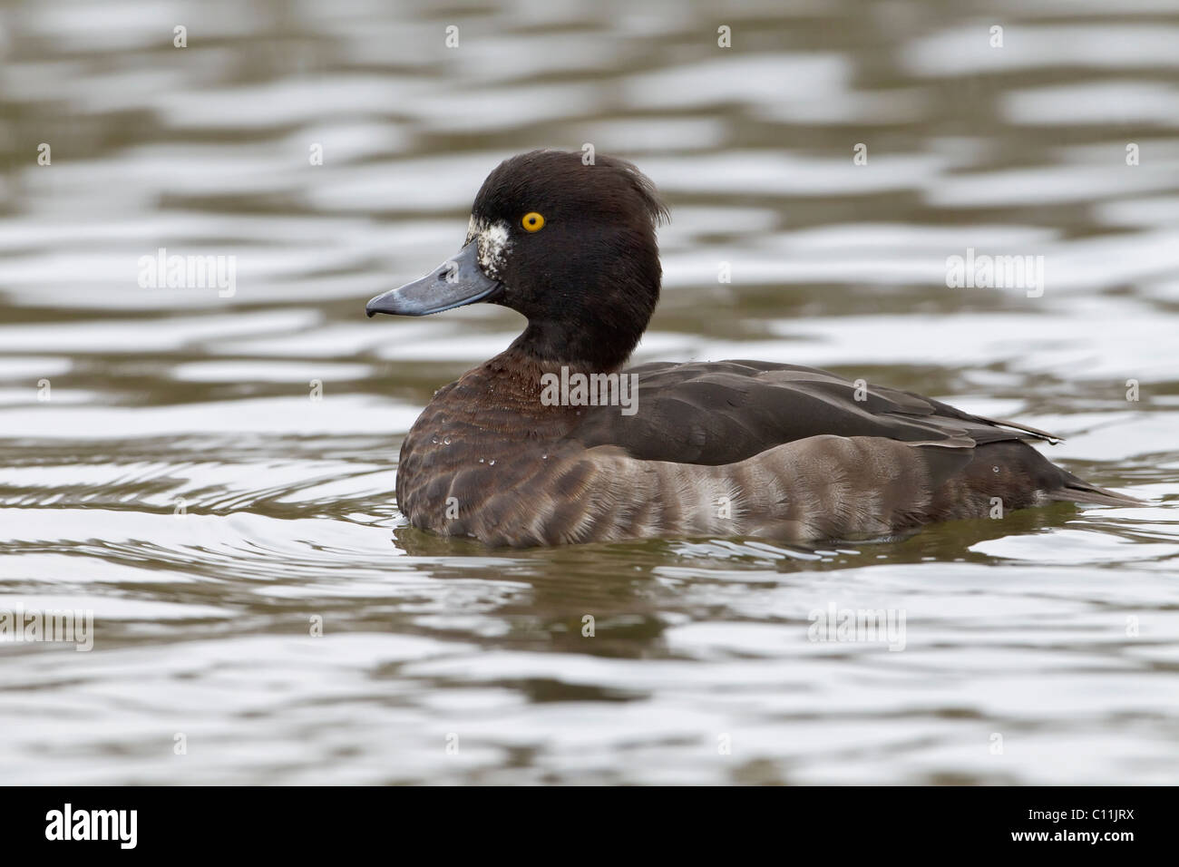 Une femelle Fuligule morillon Banque D'Images