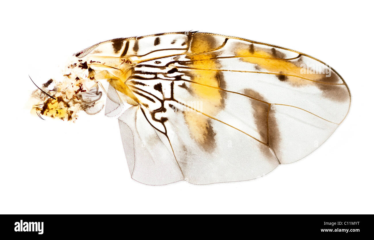 La mouche méditerranéenne des fruits, Drosophila aile sp. fond clair photomicrographie Banque D'Images