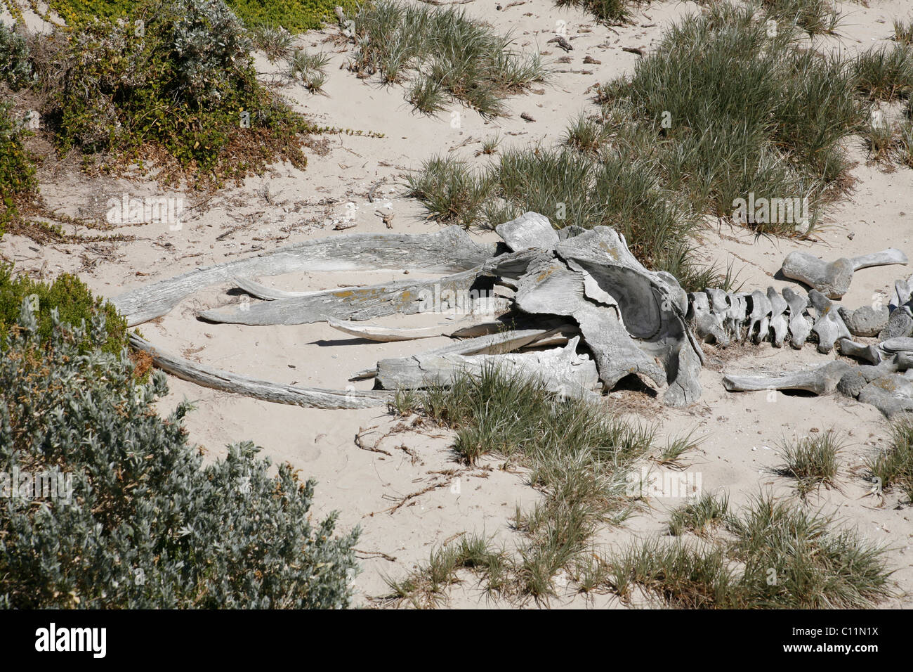 Squelette de baleine dans la baie d'étanchéité sur Kangaroo Island, Australie du Sud, Australie Banque D'Images