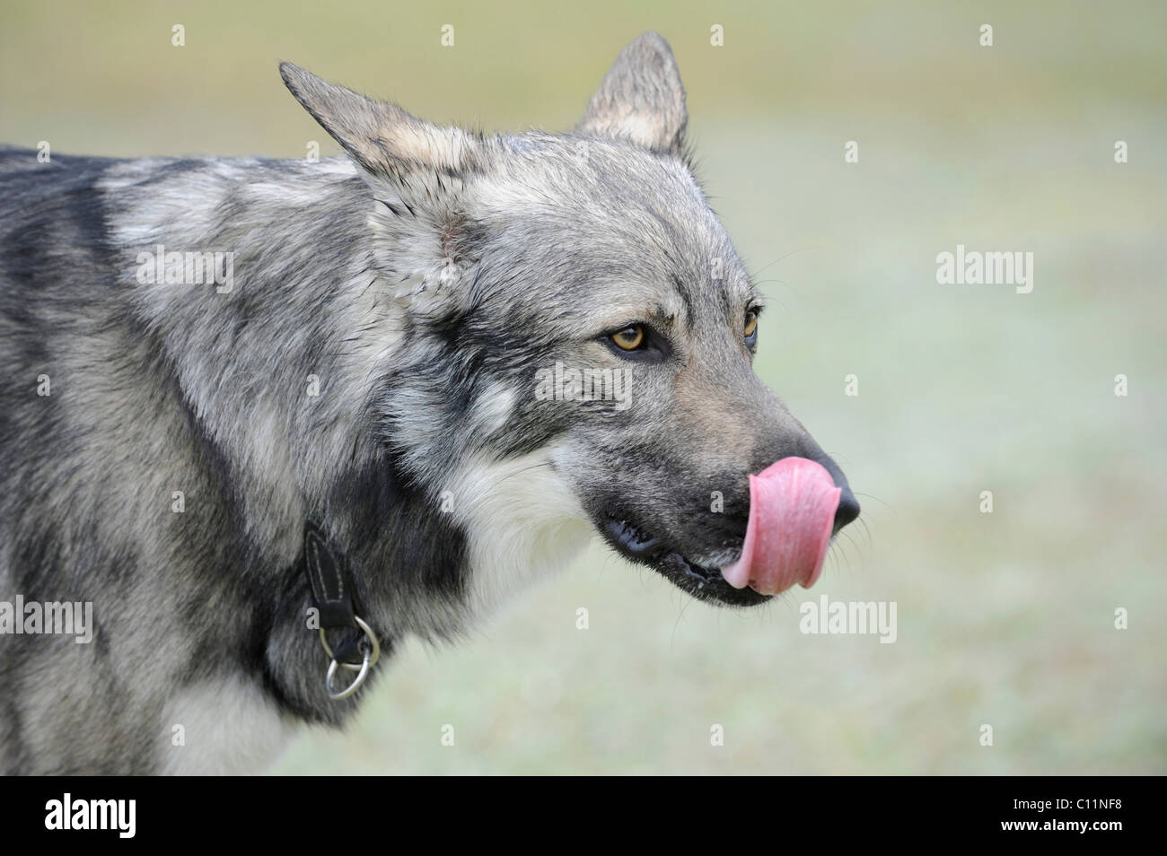 Irish Wolfhound léchant son nez Banque D'Images