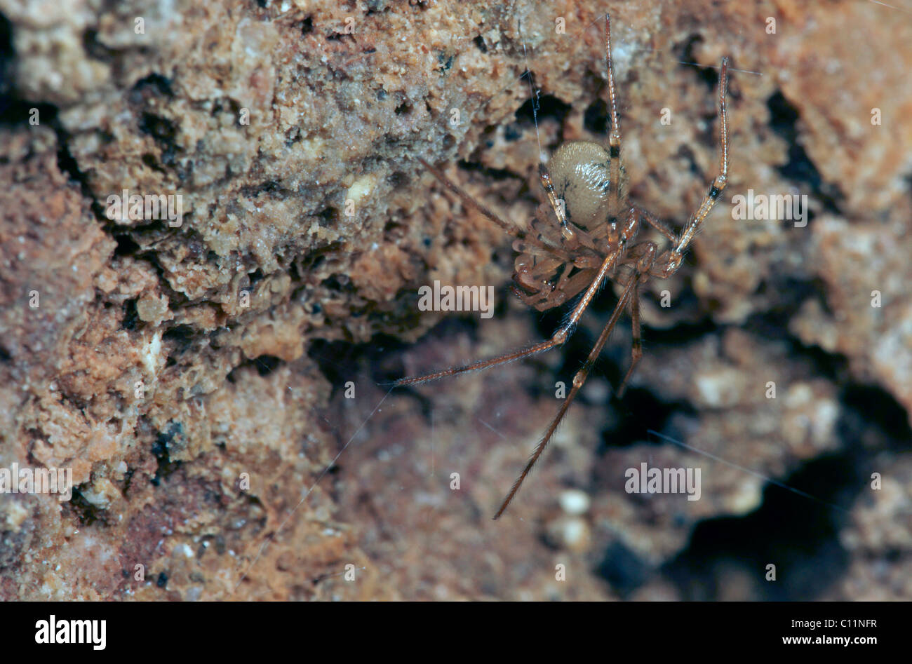 Grotte Cobweb Spider (Nesticus cellulanus) Banque D'Images