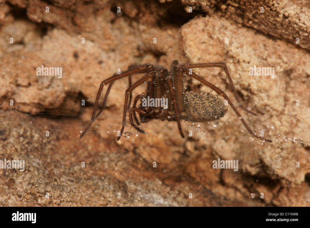Spider web d'entonnoir (Tegenaria spec) Banque D'Images