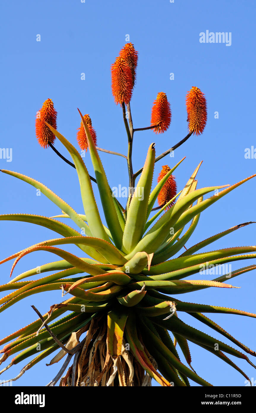 Aloès du cap (Aloe ferox), le Namaqualand, Afrique du Sud, l'Afrique Banque D'Images