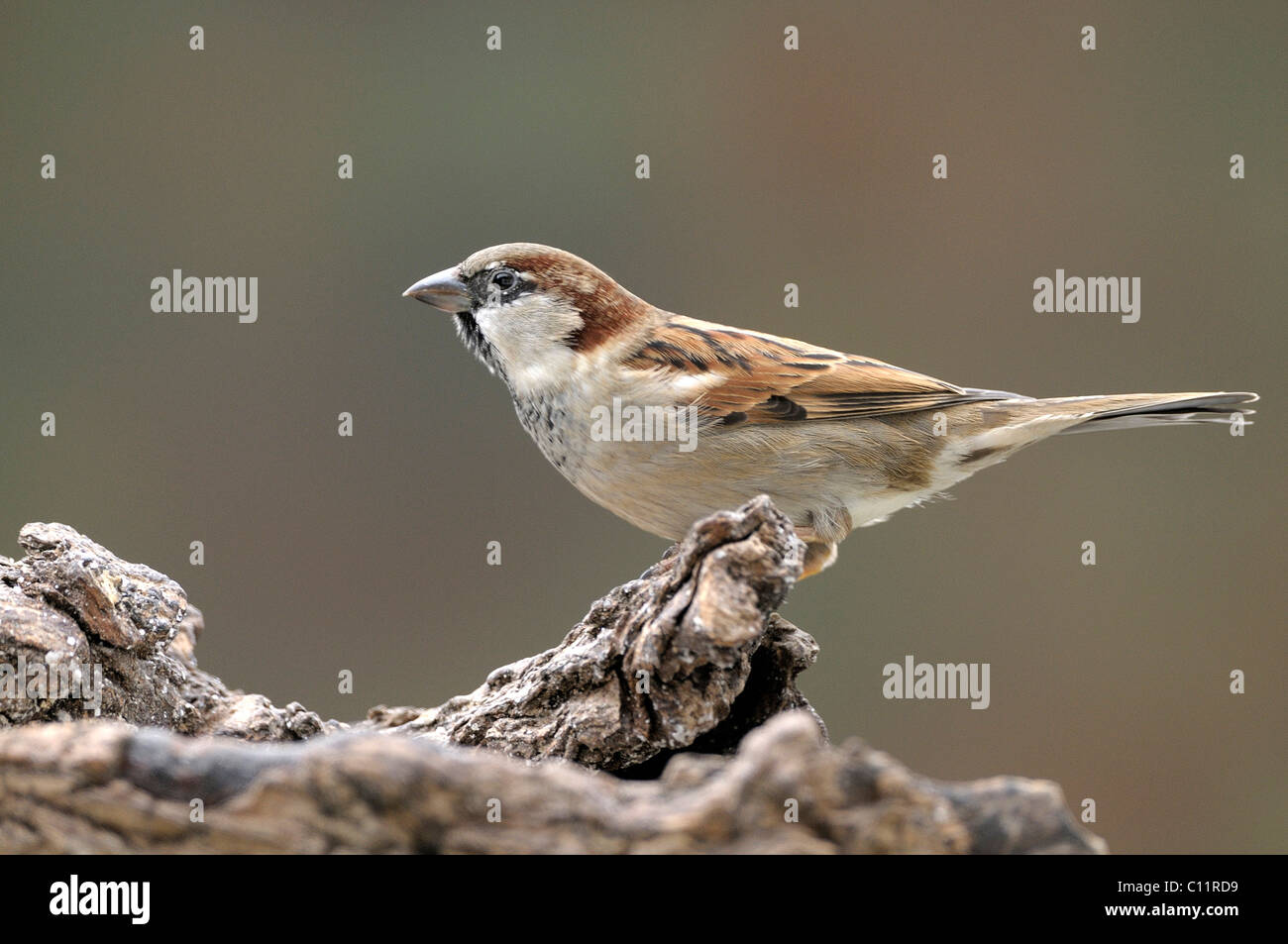 Homme moineau domestique (Passer domesticus) Banque D'Images