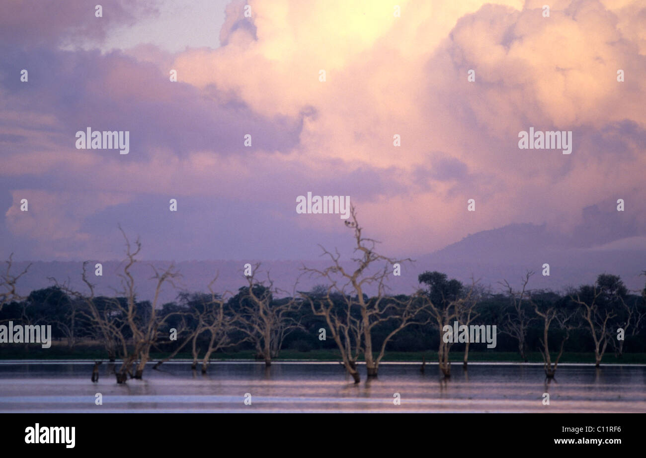 Les arbres morts au lac Tagalala au lever du soleil, Selous, Tanzanie Banque D'Images