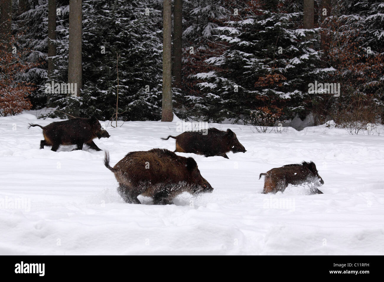 Le sanglier (Sus scrofa) fuyant dans les bois en hiver dans la neige Banque D'Images