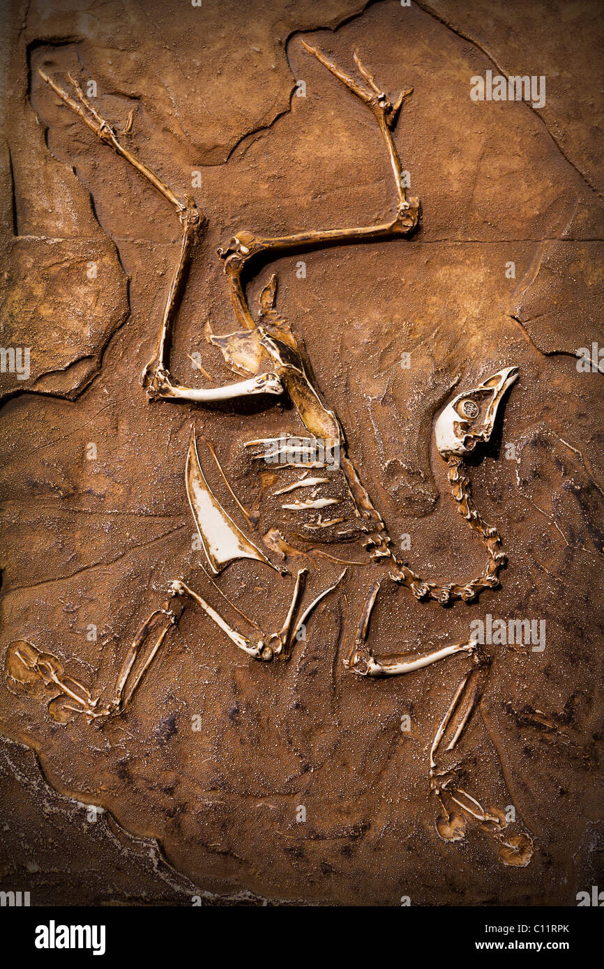 Fossile de dinosaure. Banque D'Images