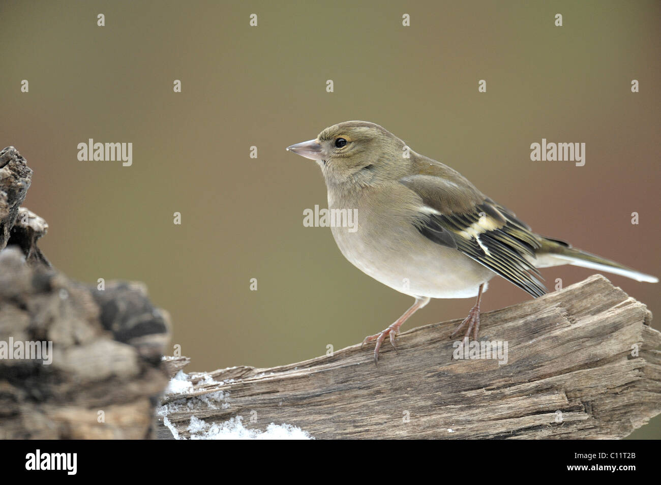 (Fringilla coelebs Chaffinch femelle) Banque D'Images