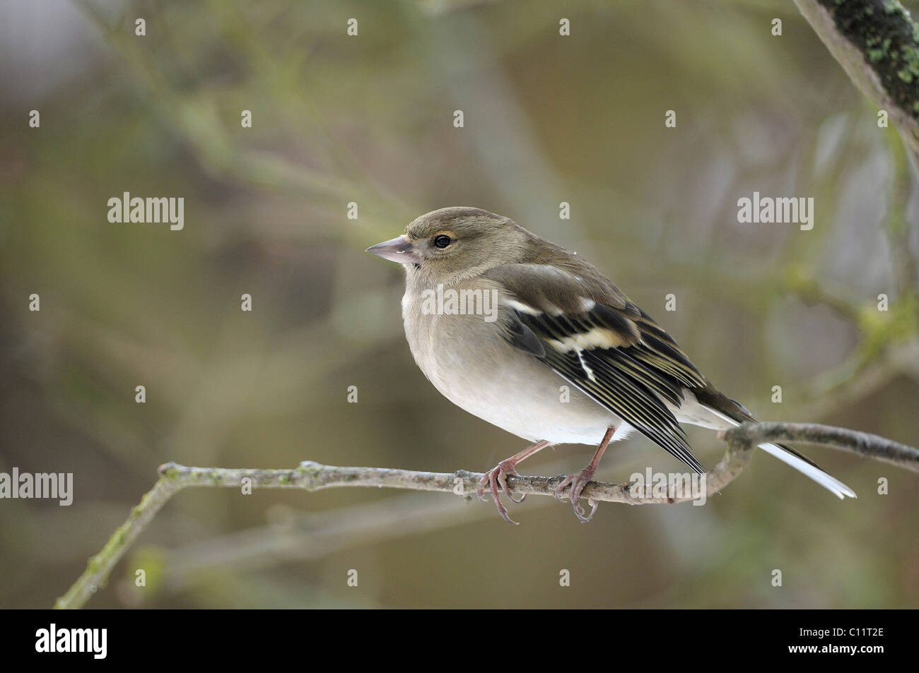 (Fringilla coelebs Chaffinch femelle) Banque D'Images