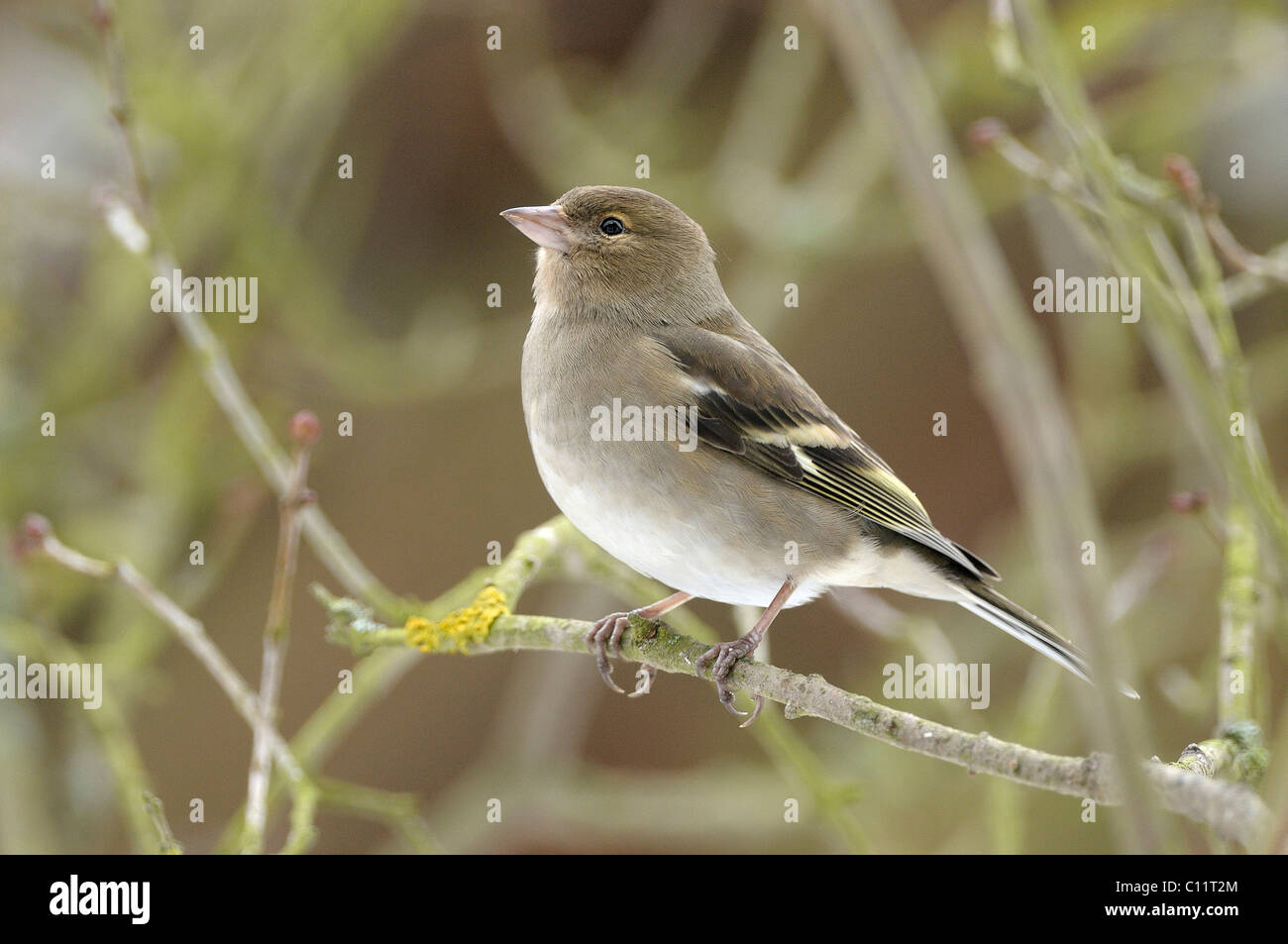 (Fringilla coelebs Chaffinch femelle) Banque D'Images