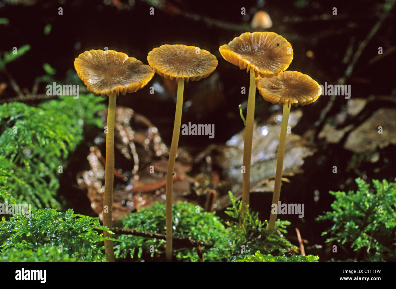 Mycena aurantiomarginata, champignons Banque D'Images