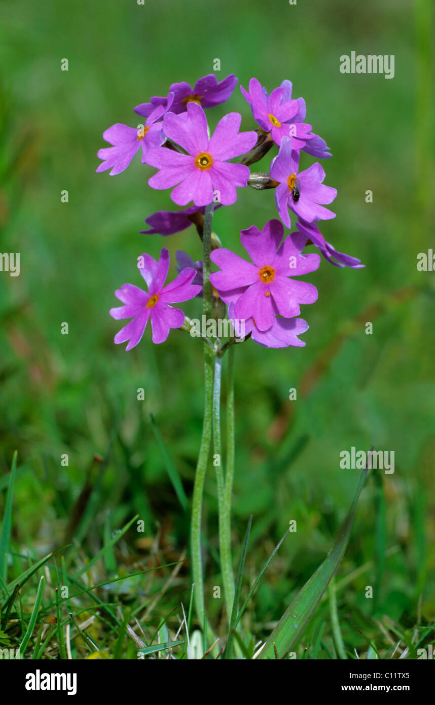 Primevère Laurentienne (Primula farinosa), Texel, Pays-Bas, Europe Banque D'Images