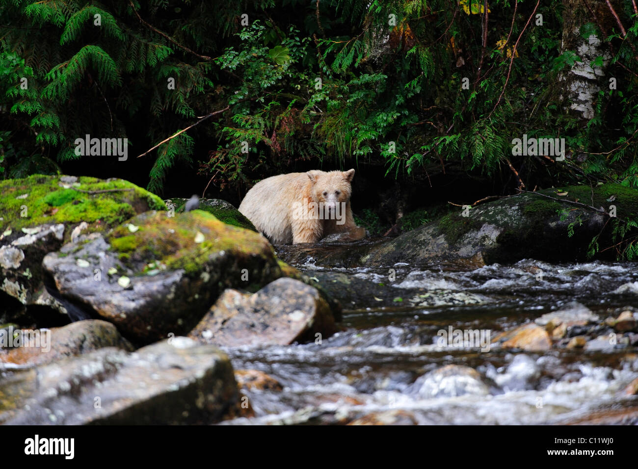 Ours noir (Ursus americanus) avec de la fourrure blanche, connu sous le nom de Spirit of ours, forêt tropicale du Pacifique, Canada Banque D'Images