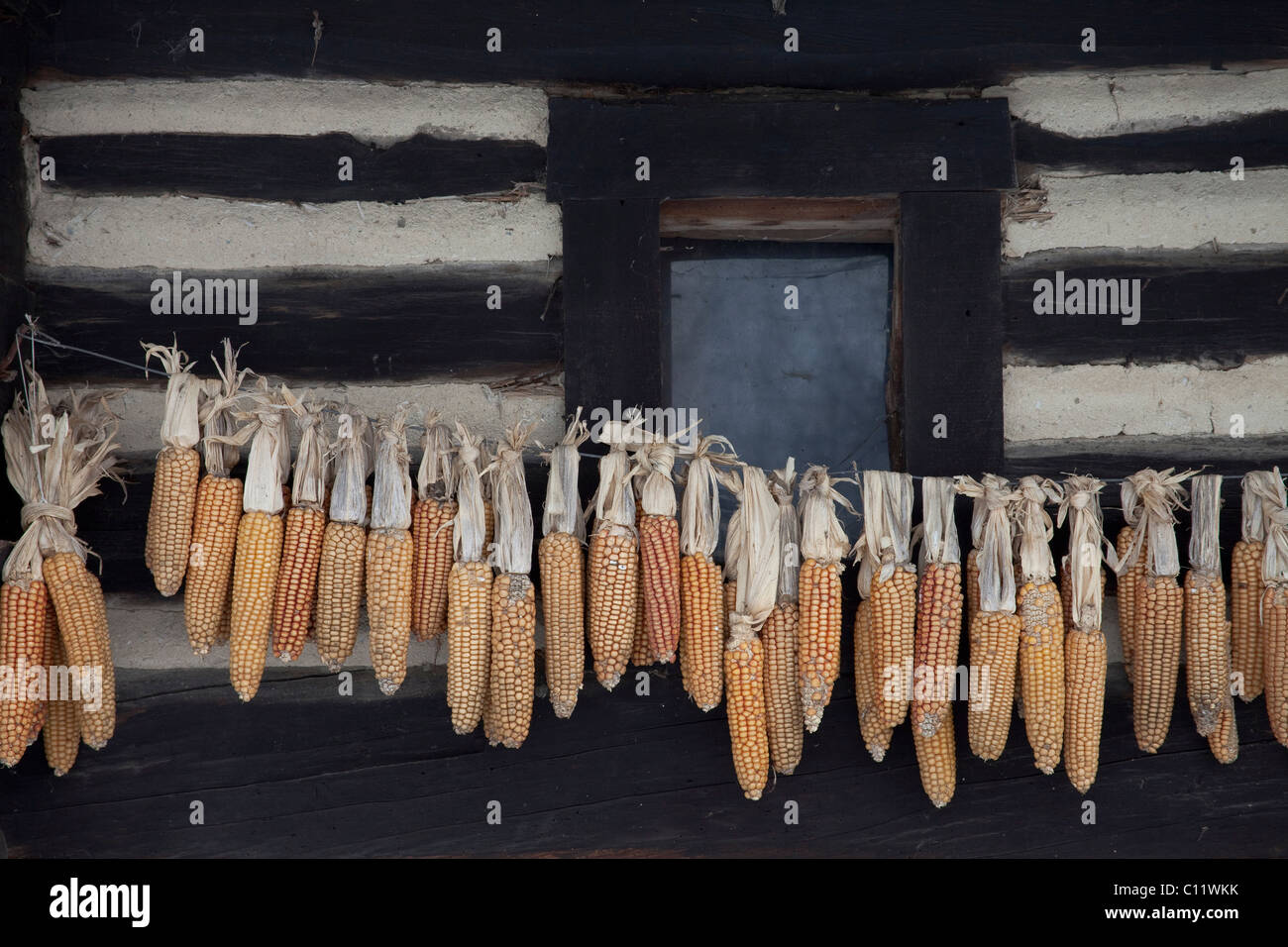 Épis de maïs accrochés à sécher à un vieux cottage dans le Spreewald, Brandebourg, Allemagne, Europe Banque D'Images