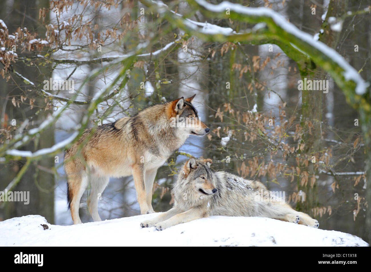 La vallée du Mackenzie, Loup Loup toundra de l'Alaska ou canadien Timber Wolf (Canis lupus occidentalis), deux loups dans la neige Banque D'Images