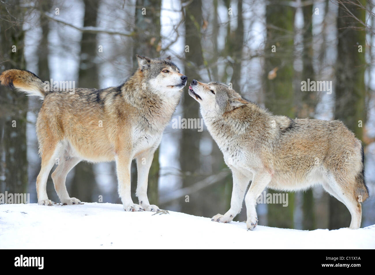 La vallée du Mackenzie, Loup Loup toundra de l'Alaska ou canadien Timber Wolf (Canis lupus occidentalis), deux loups dans la neige, les Banque D'Images