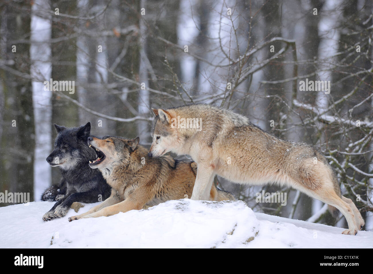La vallée du Mackenzie, Loup Loup toundra de l'Alaska ou canadien Timber Wolf (Canis lupus occidentalis), les loups dans la neige Banque D'Images