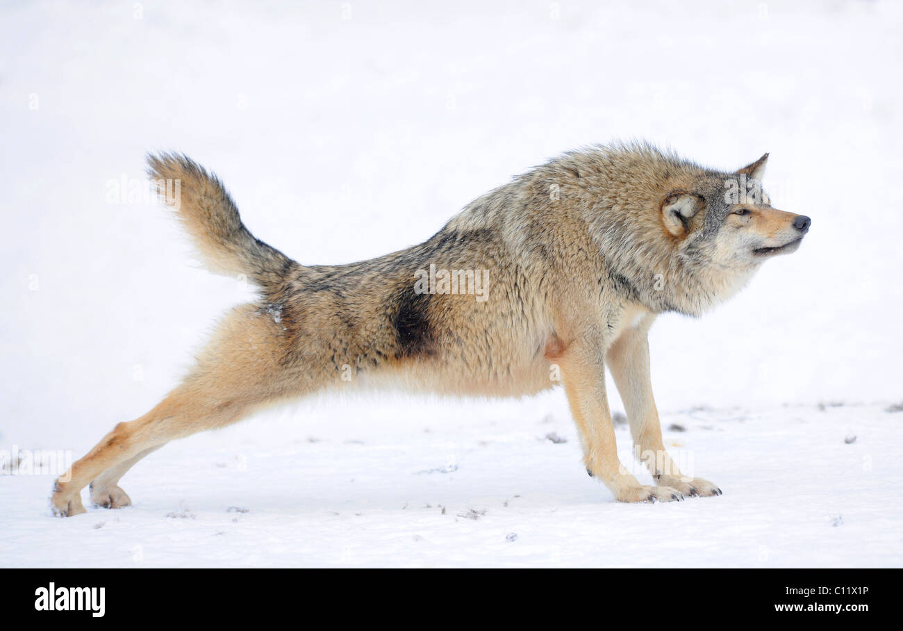 La vallée du Mackenzie, Loup Loup toundra de l'Alaska ou canadien Timber Wolf (Canis lupus occidentalis), le loup s'étendant dans la neige Banque D'Images