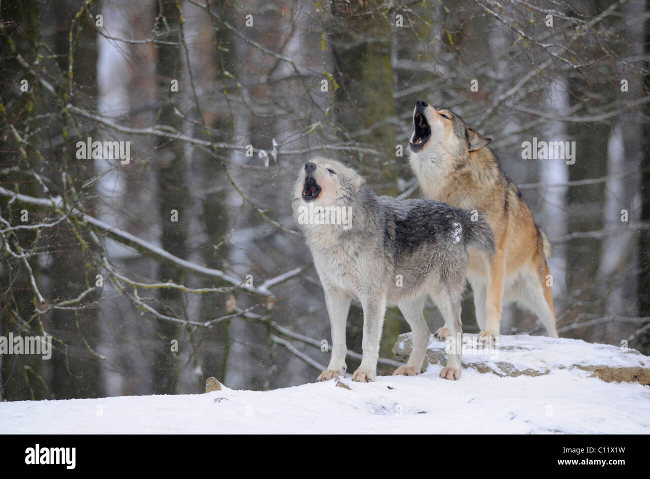 La vallée du Mackenzie, Loup Loup toundra de l'Alaska ou canadien Timber Wolf (Canis lupus occidentalis), les loups hurler dans la neige Banque D'Images