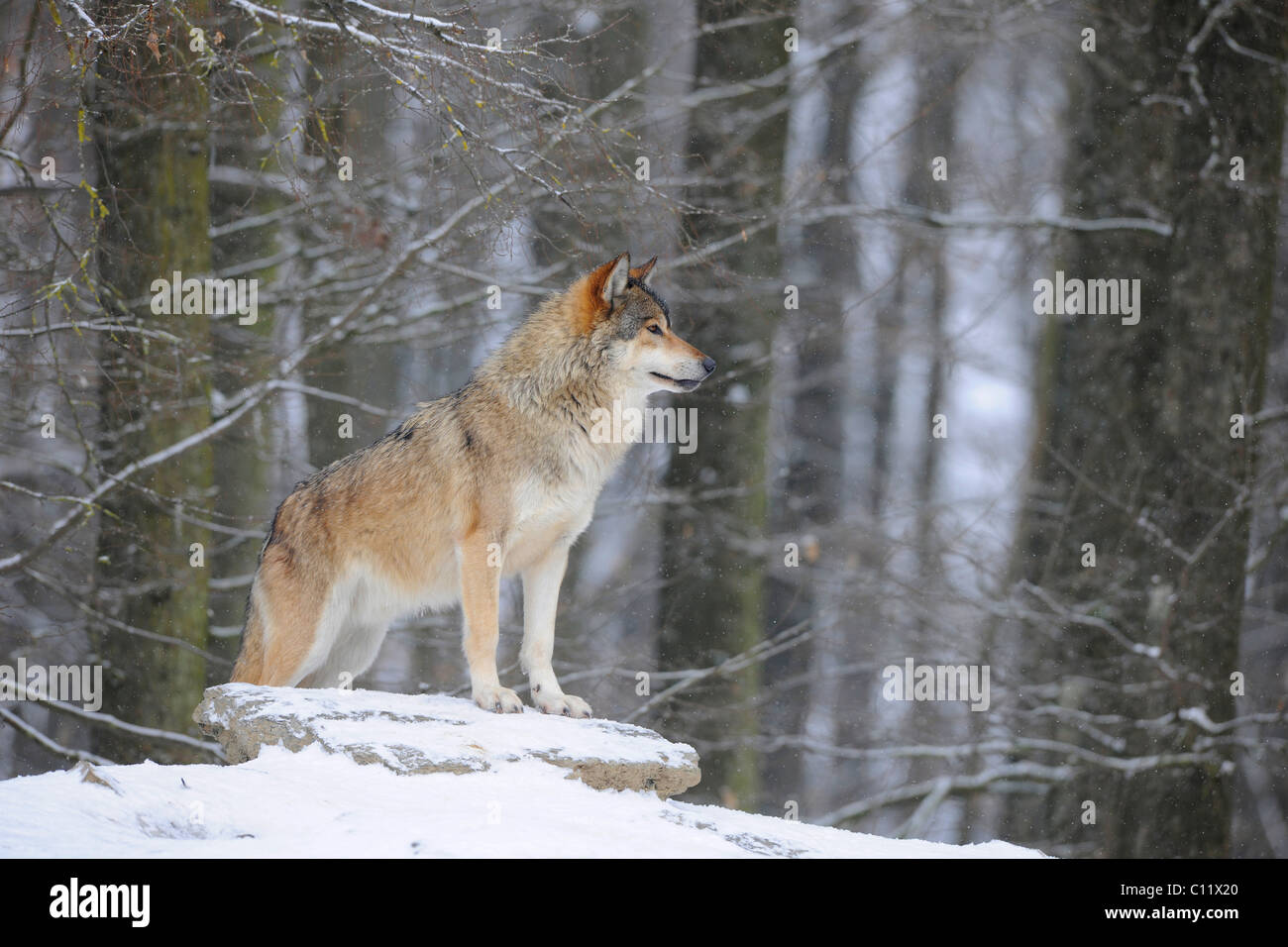 La vallée du Mackenzie, Loup Loup toundra de l'Alaska ou canadien Timber Wolf (Canis lupus occidentalis) dans la neige, leader de l'emballage Banque D'Images