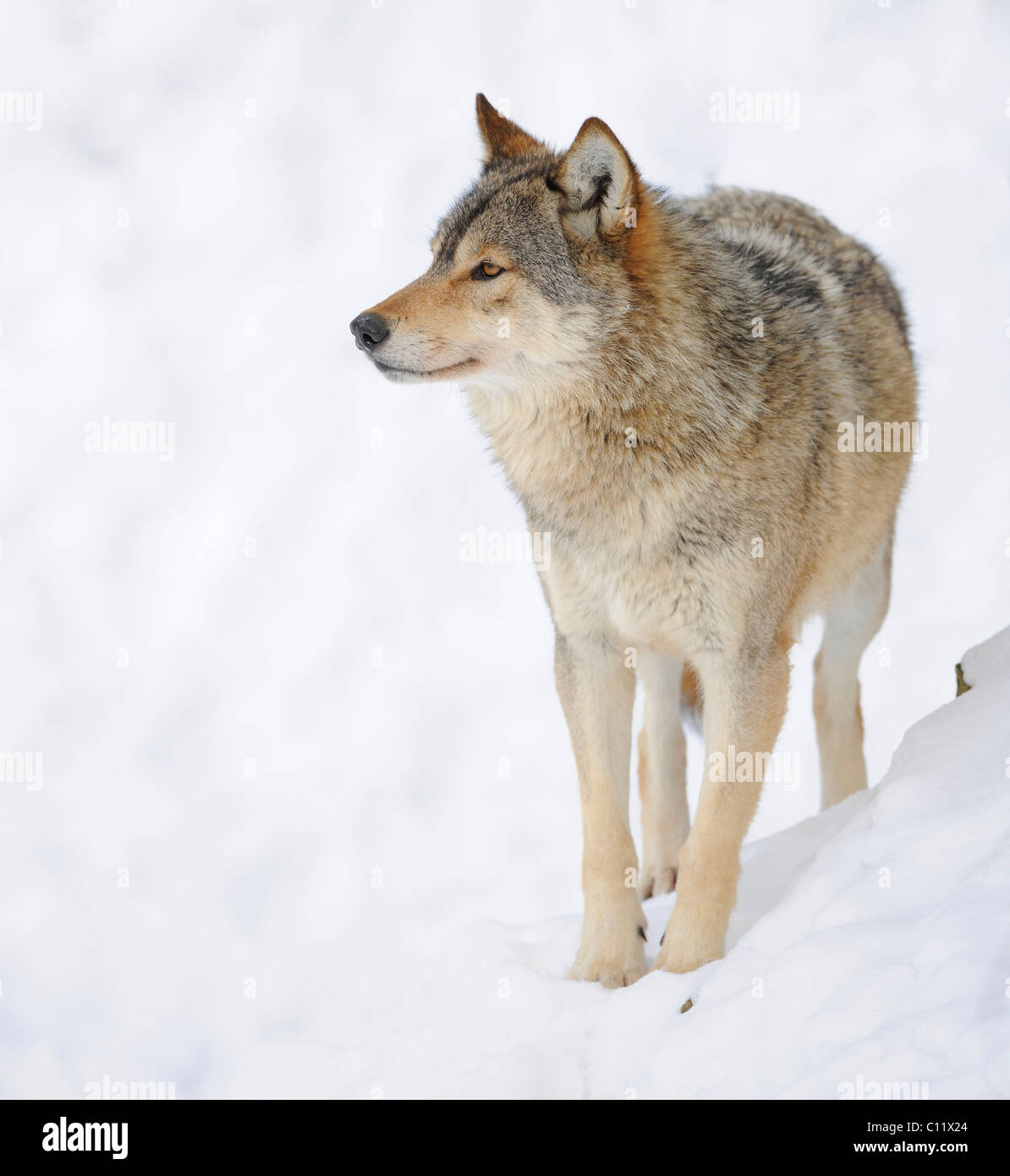 La vallée du Mackenzie, Loup Loup toundra de l'Alaska ou canadien Timber Wolf (Canis lupus occidentalis) dans la neige Banque D'Images